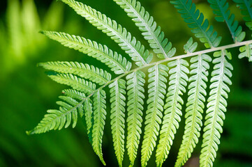 Fern leaves and plants are used as the main design elements. Nature inspired theme with an emphasis on botany and growth. Ideal for creating a calm and natural atmosphere