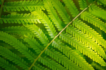 fern plants Can be used as a pattern or background element. Includes various shades of green to represent foliage and forest. Isolated design without people.