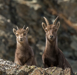 Family portrait of alpine ibex mother and son looking downstream, standing on rocks against rocky ravine background Alps Mountains, Italy. Capra ibex.