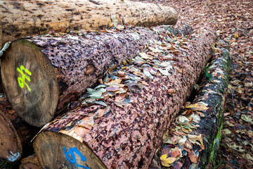 Baumstämme mit Laub liegen auf dem Boden im Herbst im Wald - obrazy, fototapety, plakaty