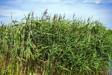 The reed grows near reservoir.
