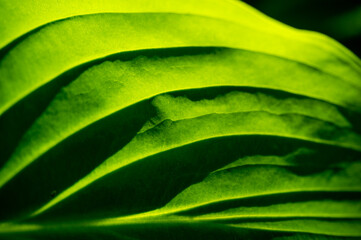 Feel the envy of our exquisite hosta leaves. Intricate veining makes these leaves a green...