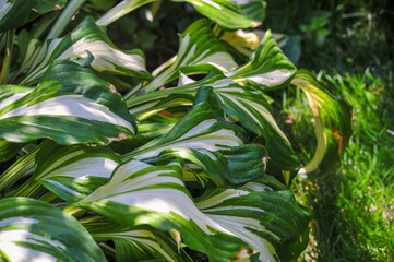 Experience the soothing beauty of hosta leaves. create a serene oasis with greenery Immerse yourself in peace and relaxation