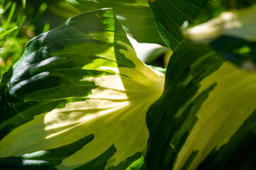 Feel the soothing beauty of the host leaves. Immerse yourself in a tranquil oasis for the eyes and...