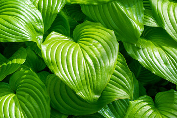 Hosta shows off the beauty of nature Green hosta leaves sway gracefully in the breeze Experience...