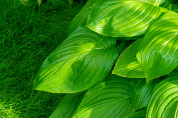 Hosta will bring the beauty of nature to your garden Feel the elegance of hosta leaves swaying in...