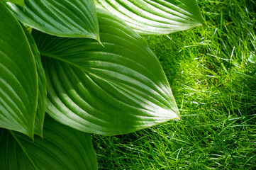 Hosta exhibits the beauty of nature with its gorgeous green leaves. Experience the joy of watching hosta leaves dance gracefully in the wind. Nature cultivates the garden, delighting with enchanting