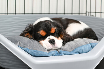 Cute Cavalier charles king Spaniel dog sleeping in a pet house, a puppy's restful sleep