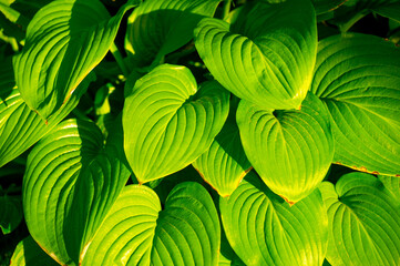 Fototapeta na wymiar Hosta leaves create a charming and vibrant atmosphere in any garden. Lush Life Green Therapy brings the symphony of nature to your outdoor space. Feel the calming and therapeutic effect