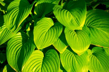 Crédence de cuisine en verre imprimé Vert Hosta leaves create a charming and vibrant atmosphere in any garden. Lush Life Green Therapy brings the symphony of nature to your outdoor space. Feel the calming and therapeutic effect