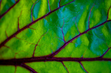 Beet leaf red veins add visual interest to dishes or salads They are rich in nutrients and...