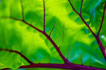 Beet leaf red veins add visual interest to dishes or salads They are rich in nutrients and...