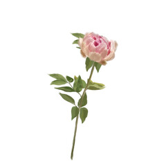 Pink peony isolated on white