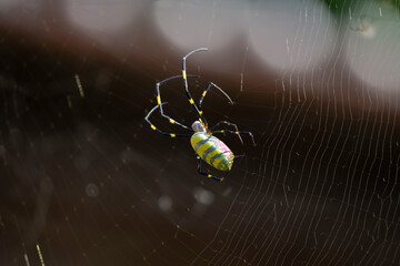Trichonephila clavata, also known as the Joro spider in Japan. 