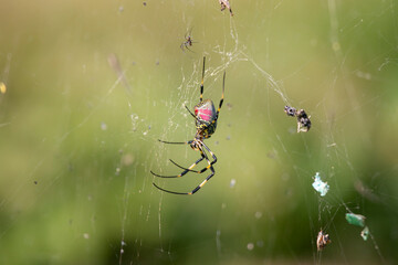 Trichonephila clavata, also known as the Joro spider in Japan. 