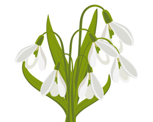 Bouquet of snowdrops on a white background Floral spring background, print, vector