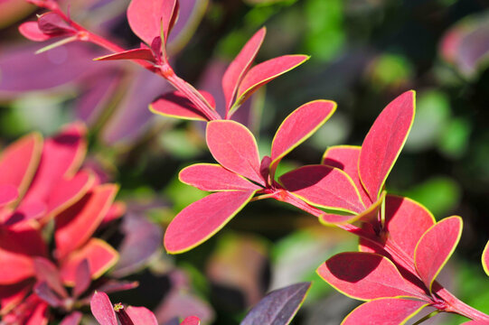 Decorative barberry. Adds a pop of color and texture to any garden or landscape Drought resistant and low maintenance plant option Can be used for hedges.borders.or as standalone focal points