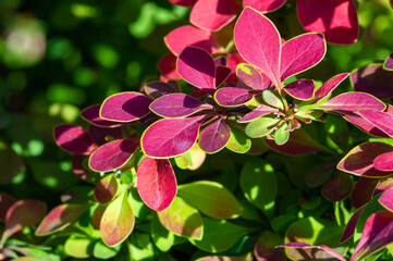 Decorative barberry. Adds a pop of color to any garden or landscape. A durable and low-maintenance...