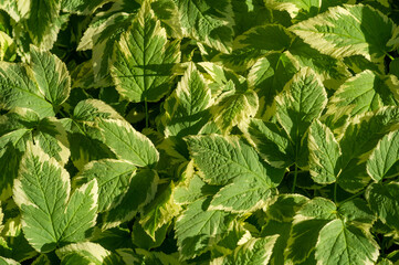 Aegopodium podagraria variegated is a type of ground cover plant. It has green leaves with white edges. Commonly known as Bishop's Weed or Goutweed Variegata. Ideal for shaded areas in the garden