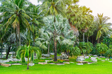 Beautiful view of a tropical rainforest in a monsoon climate with unique palm trees of different...