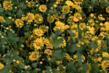 Close up of yellow Chrysanthemum flowers and blurred flower blooming chrysanthemum background.
