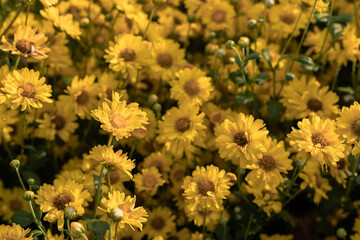 Close up of yellow Chrysanthemum flowers and blurred flower blooming chrysanthemum background.