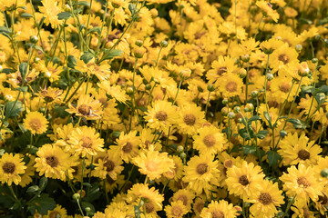 Close up of yellow Chrysanthemum flowers and blurred flower blooming chrysanthemum background.