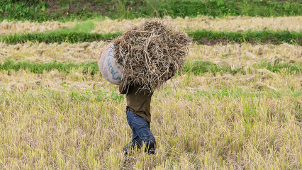 Naklejka na ściany i meble Man farmer harvesting rice and carrying rice for keep in barn on countryside Thailand.