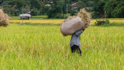 Naklejka na ściany i meble Man farmer harvesting rice and carrying rice for keep in barn on countryside Thailand.