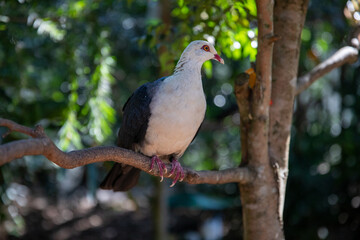 Fototapeta premium dove on the tree