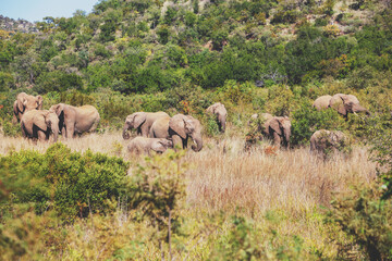 Naklejka premium elephant herd