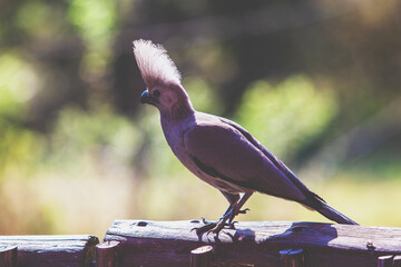 south african bird