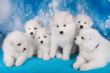 White six fluffy small Samoyed puppies are sitting on blue blanket