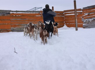 A man with domestic Nubian goats in a pen on a private farm in winter