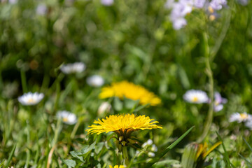 Close-up of yellow lionflower (Taraxacum officinale) blooming in the garden in spring.