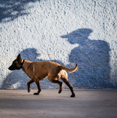 dog running on the street