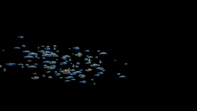 Underwater flock of colorful fish swimming from left to right with alpha