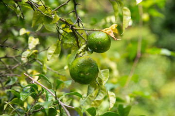 Green and Yellow Yuzu fruit in Japan. Yuzu or Citrus Ichangensis is a citrus fruit native to East Asia. It is a hybrid of the species Citrus ichangensis and Citrus reticulata.