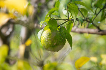 Green and Yellow Yuzu fruit in Japan. Yuzu or Citrus Ichangensis is a citrus fruit native to East...