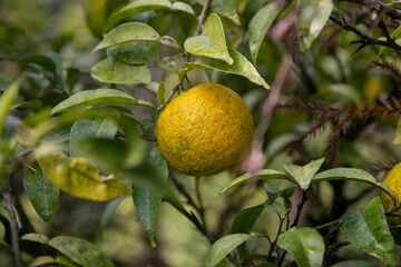 Green and Yellow Yuzu fruit in Japan. Yuzu or Citrus Ichangensis is a citrus fruit native to East Asia. It is a hybrid of the species Citrus ichangensis and Citrus reticulata.