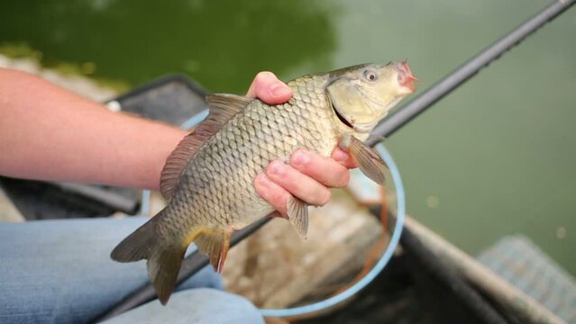 Lucky fisherman holding large crucian in hand and removes hook
