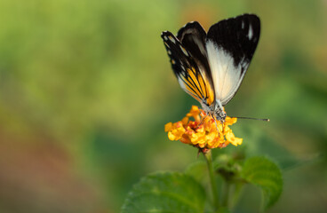 Caper white belenois java. Beautiful butterfly sucking the nectar of Lantana camara flowers on the beach in the morning.