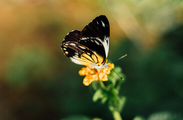 Caper white belenois java. Beautiful butterfly sucking the nectar of Lantana camara flowers on the beach in the morning.