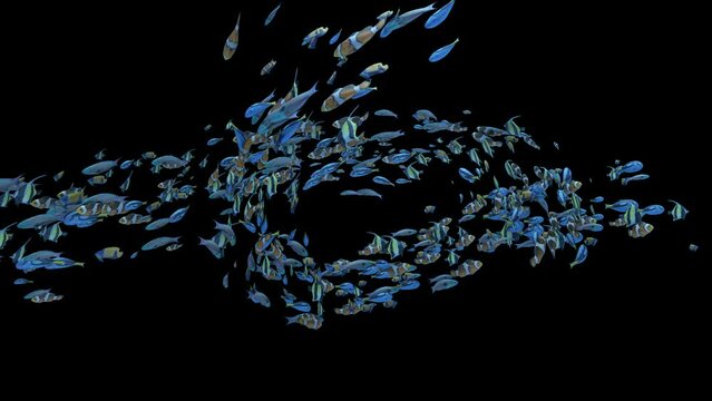 Underwater school of colorful fish loop swimming to the center logo reveal with transparency