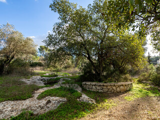 Forest in northern Israel near Migdal HaEmek