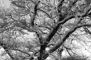 Snow covered treetop on a cold winter morning in Germany. Frosted branches and twigs frosted with...
