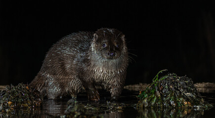 Common otter