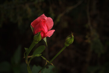 Pink rose among green leaves. Small depth of field (DOF)