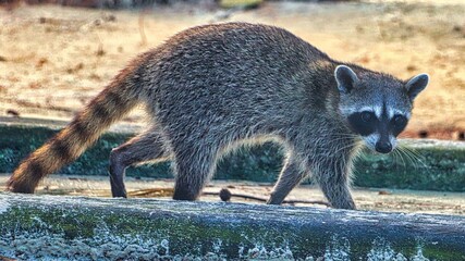 Cozumel. Mexico © Paul James Bannerman