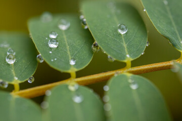 water drops on a leaf